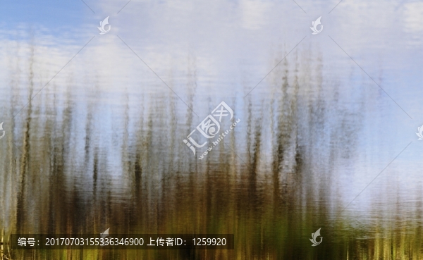 樹木倒影