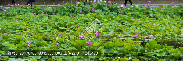 夏日荷花香