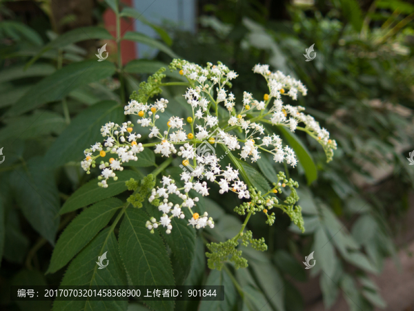 接骨草