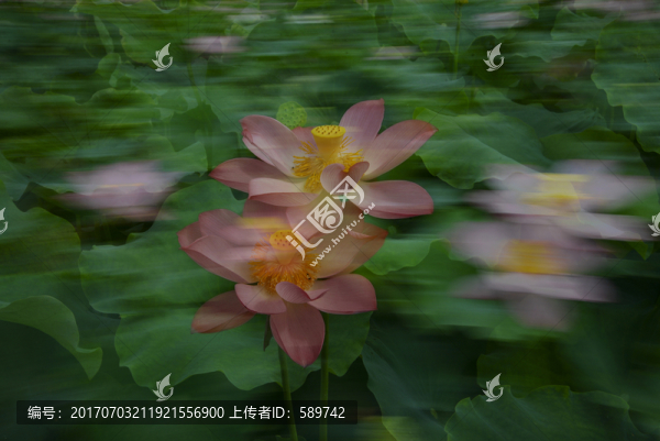 荷韻