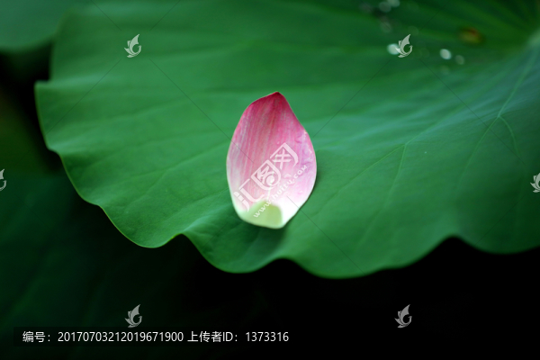 蓮花