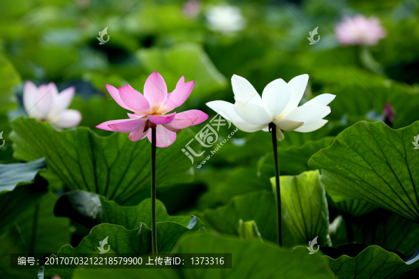 蓮花
