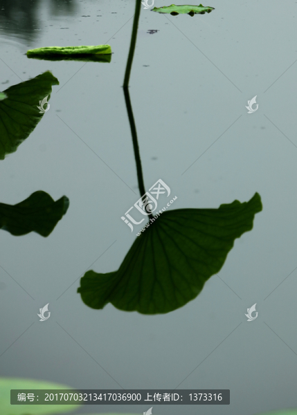 蓮花
