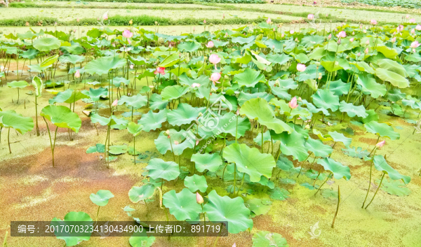 荷花,雨荷,蓮藕,蓮葉,蓮蓬