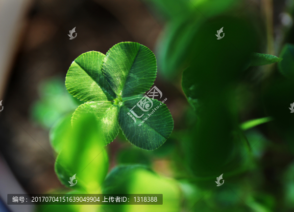 四葉草