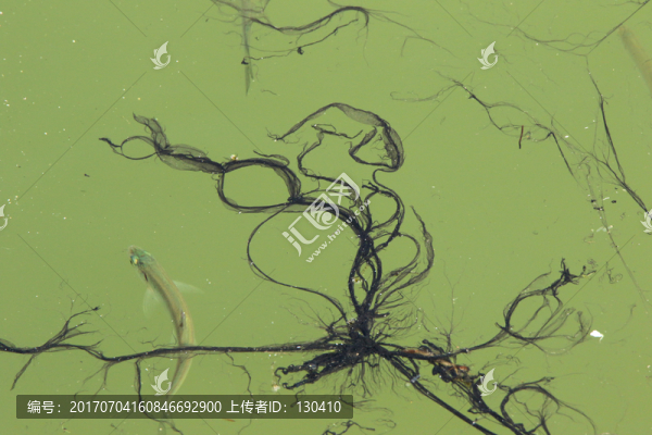 污水里的小魚