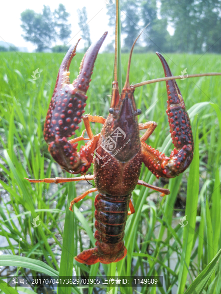 小龍蝦