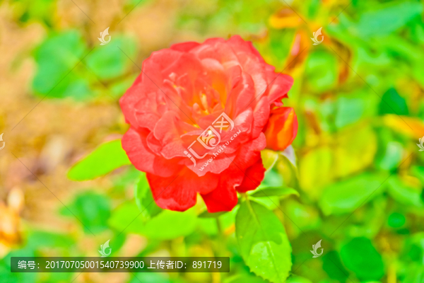玫瑰花素材,高清大圖