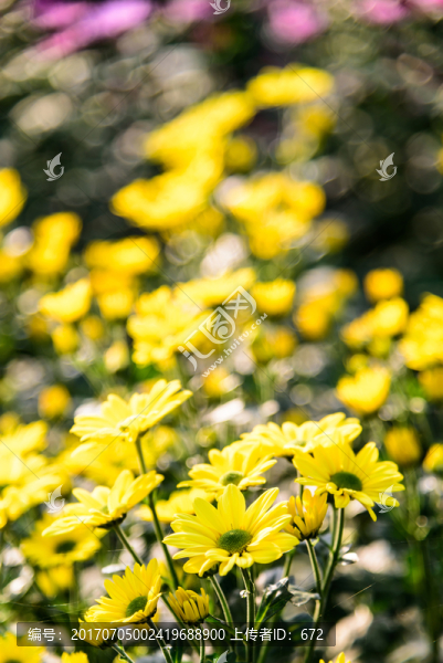 美麗黃色菊花