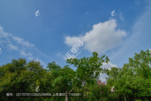 綠樹,藍(lán)天白云