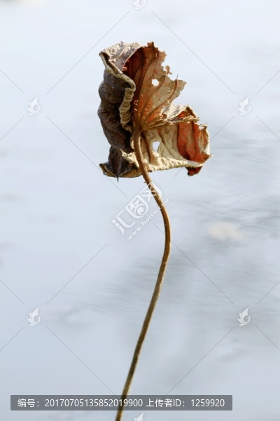 殘荷