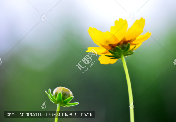 黃花