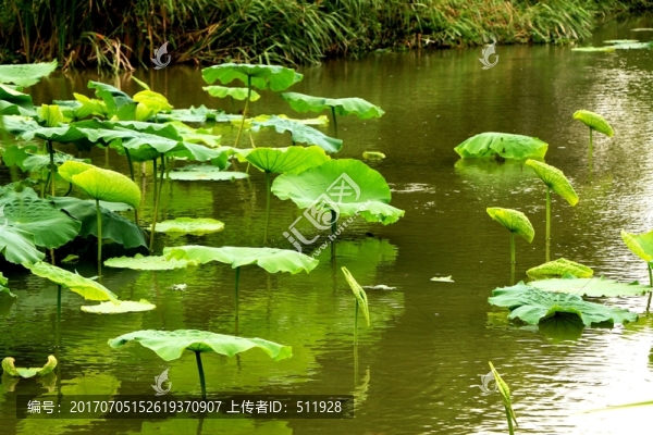 晉江綠洲公園