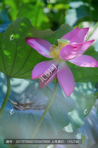 唯美荷花