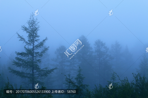 晨霧中的松林