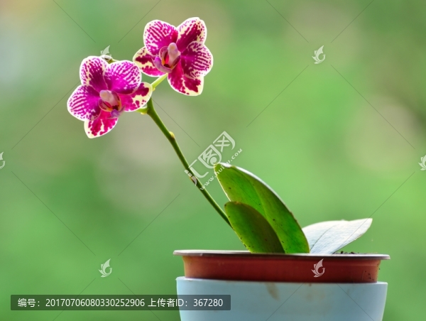盆栽蝴蝶蘭