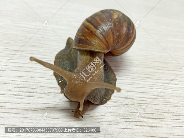 蝸牛