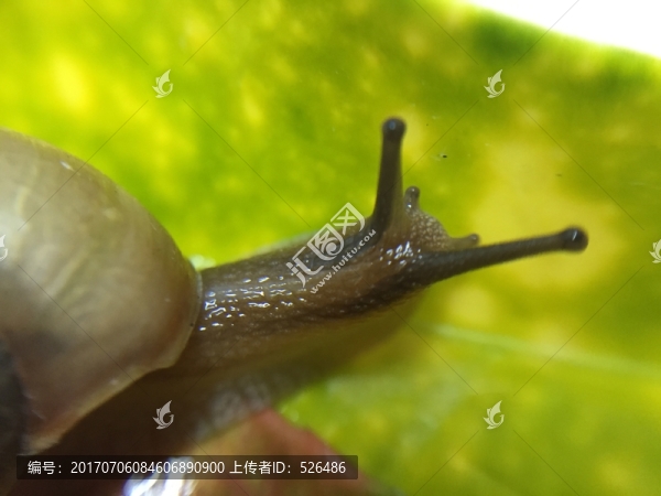 蝸牛爬行