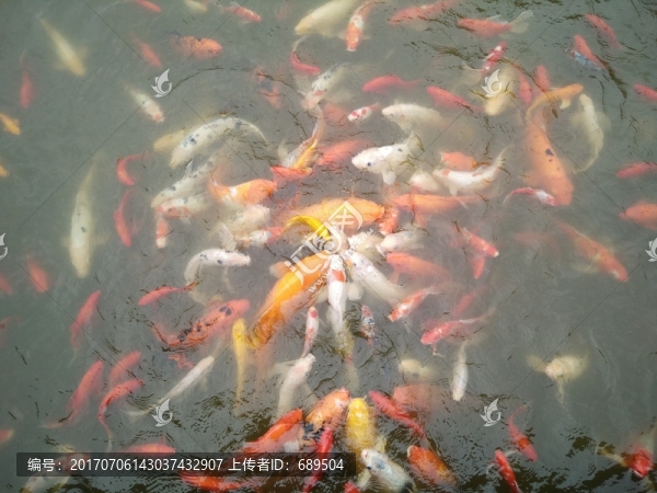 錦鯉