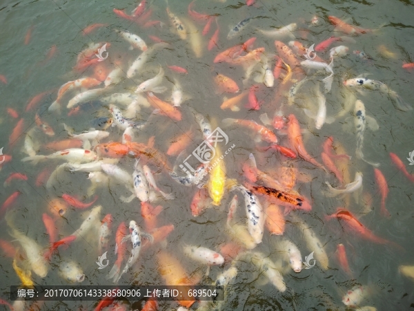 錦鯉