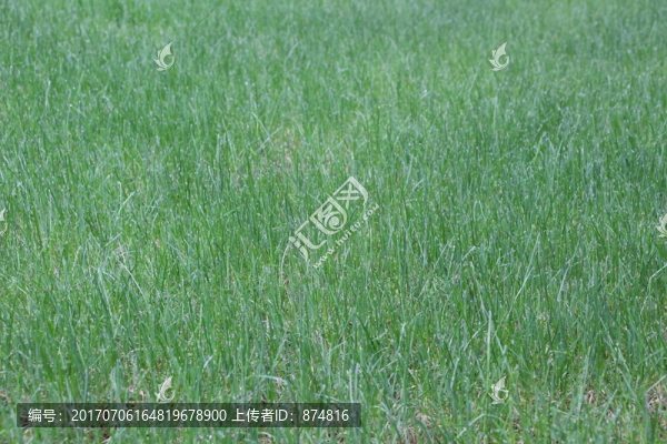 草