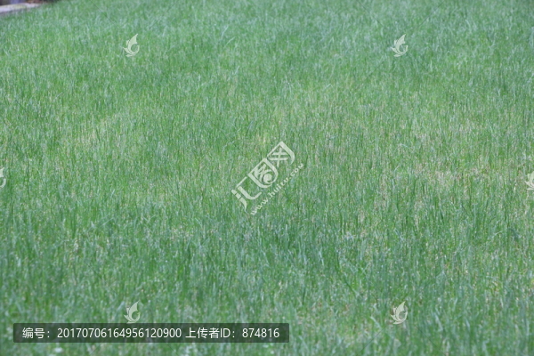 草