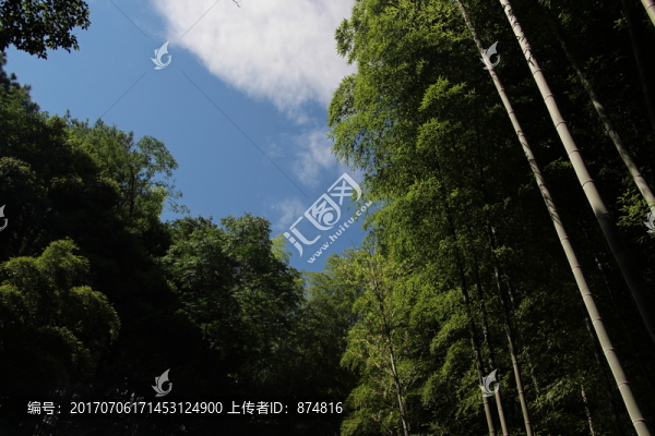 竹林