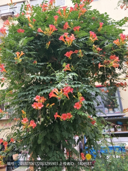 粉色鮮花