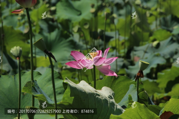 荷花