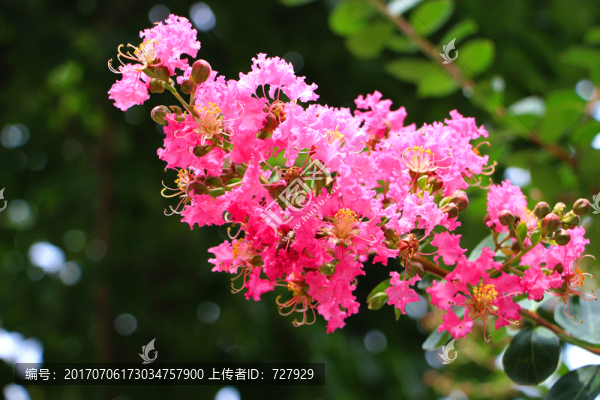 紫薇