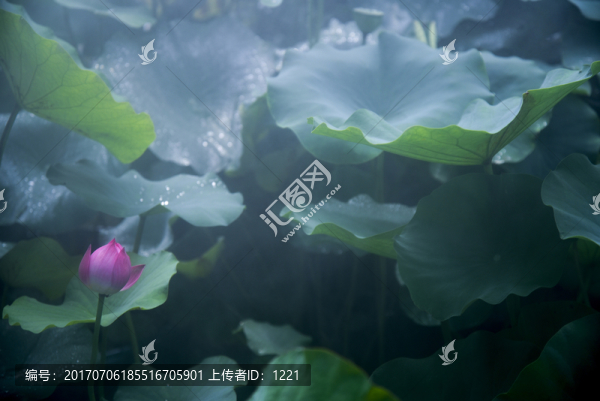 禪意之荷