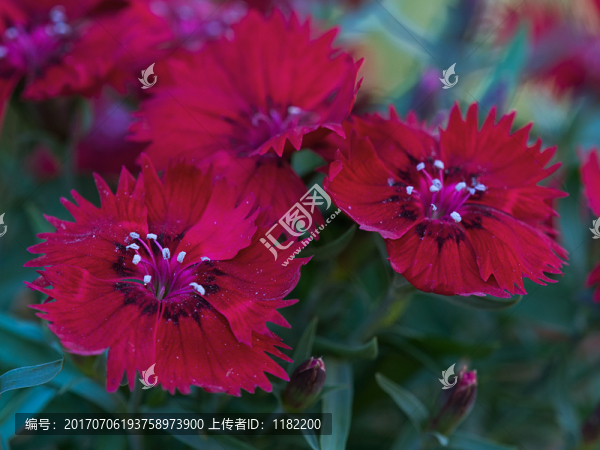 石柱子花