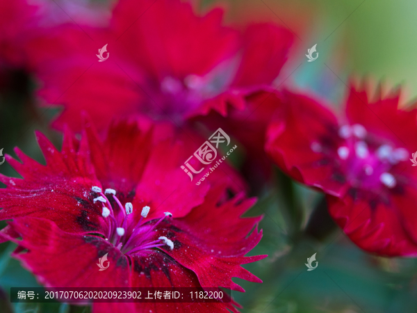 石竹花
