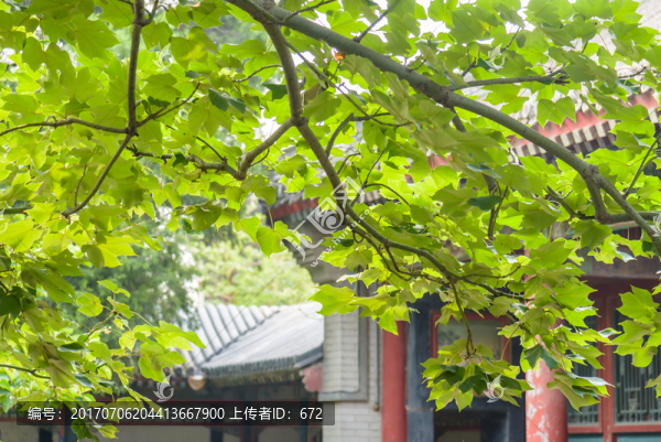 房檐和綠樹