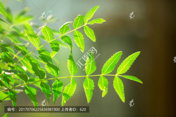 綠葉
