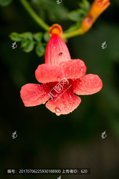 凌霄花