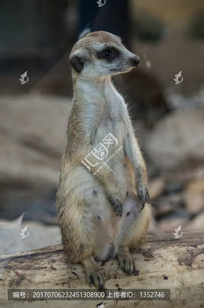 狐獴