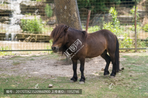 矮腳馬