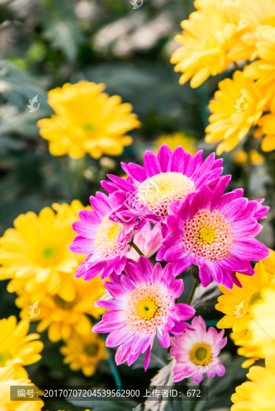 菊花