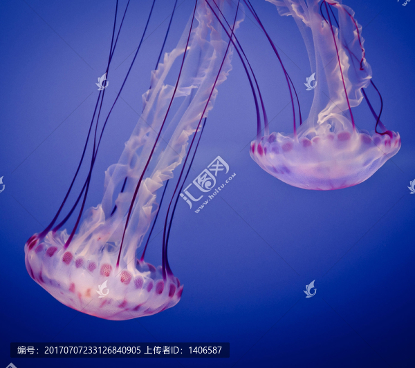 海底水母