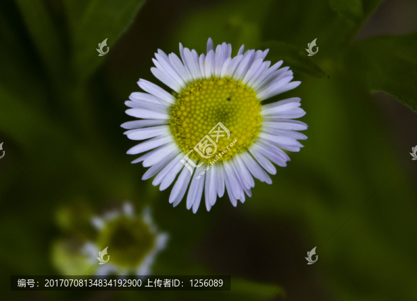 野花