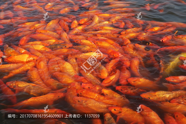 紅鯉魚