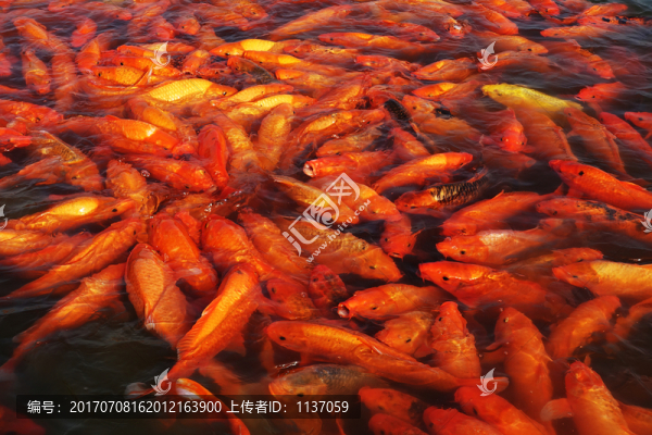 紅鯉魚(yú)
