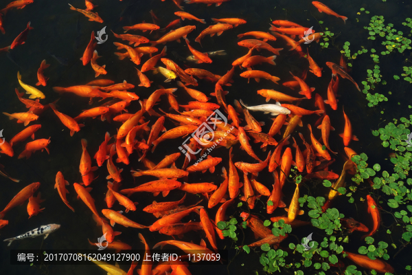 紅鯉魚