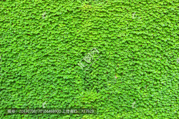 爬山虎墻面
