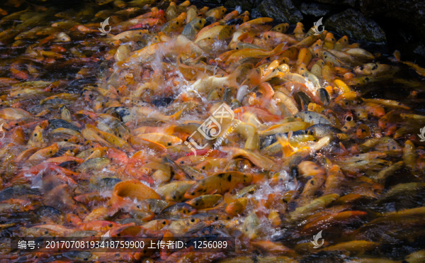 魚