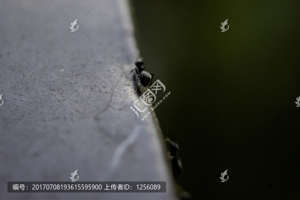 螞蟻