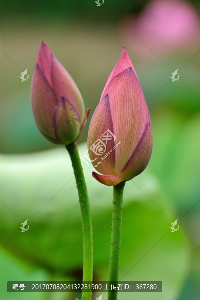 荷花花苞