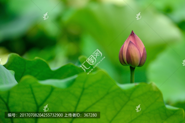 含苞待放的荷花