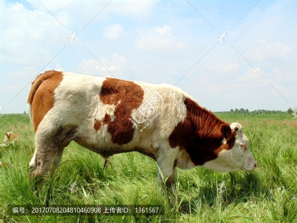 小公牛,小牛犢